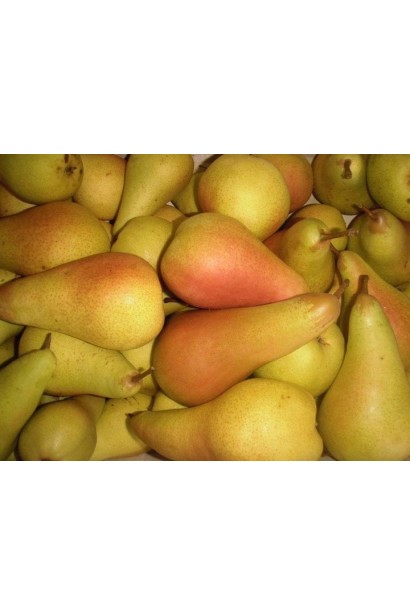 Стиглі груші сорту Аббат Фетель з подовженою шийкою